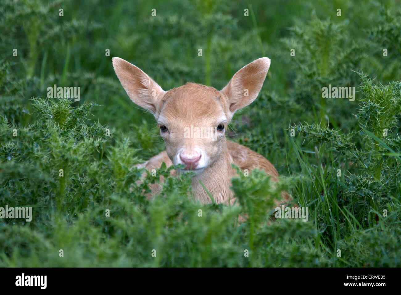 Young Fallow Deer, Dama dama hiding in thistles Stock Photo