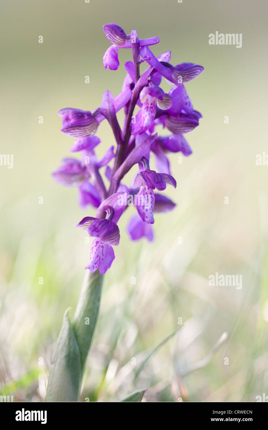 Orchid - Orchis morio Stock Photo