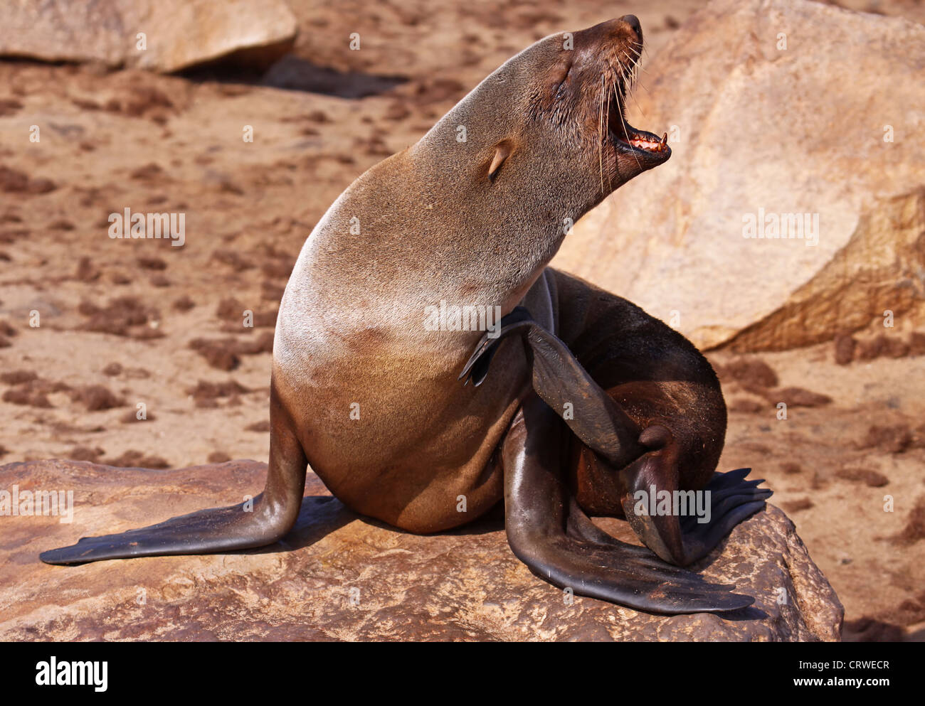 South African fur seal, cape cross, Namibia Stock Photo