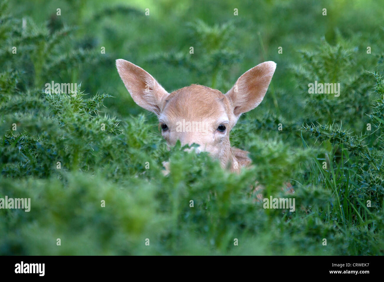 Young Fallow Deer, Dama dama hiding in thistles Stock Photo