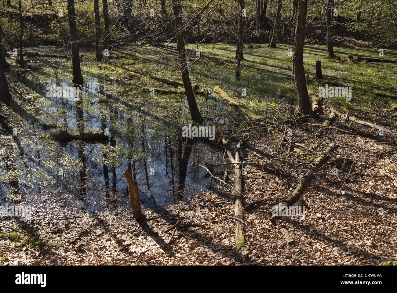 Forest pond, Huettener Berge Stock Photo