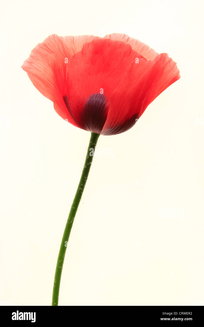 Somniferum poppy Cut Out Stock Images & Pictures - Alamy