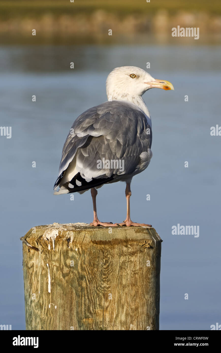 herring gull on a mooring post Stock Photo