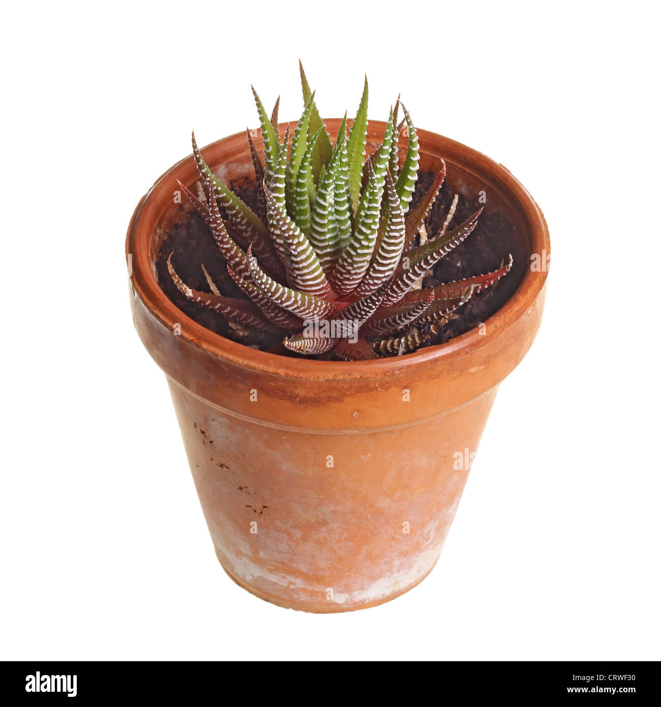 Small plant of the zebra Haworthia, probably Haworthia fasciata, grown