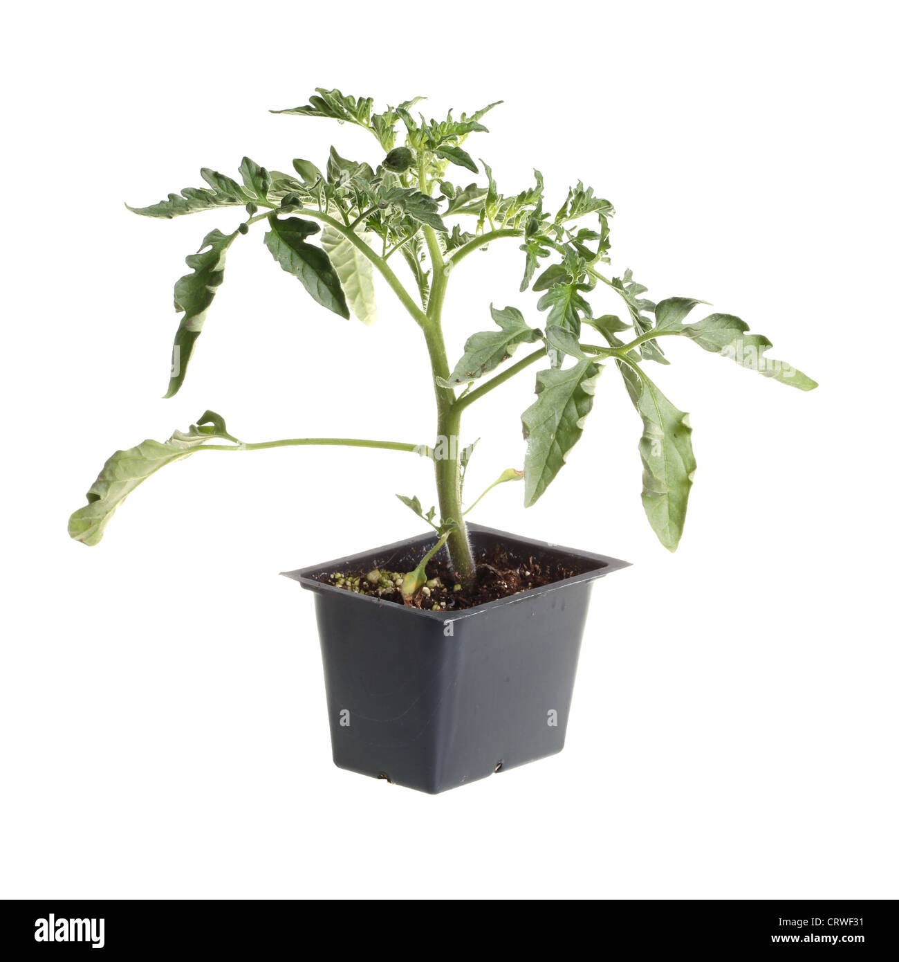 Single seedling of a tomato isolated against white Stock Photo