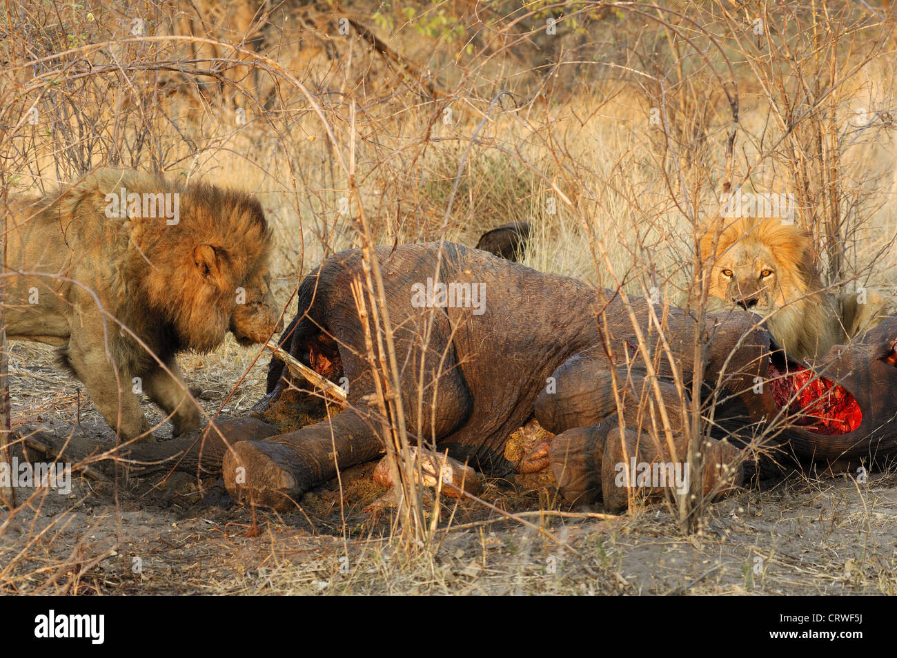 Male lion eating a killed elephant Stock Photo
