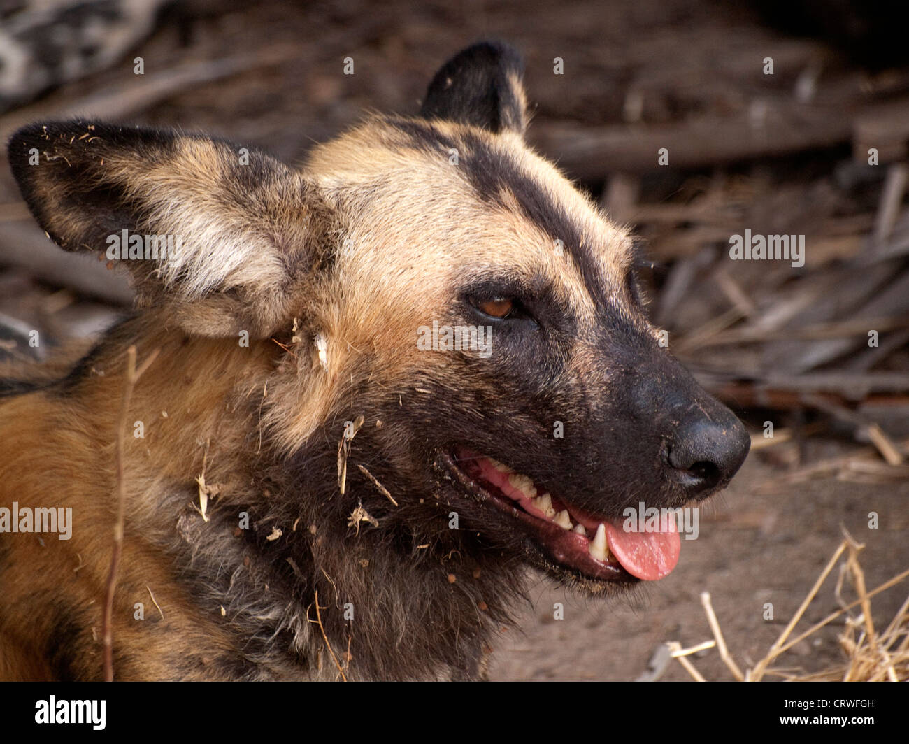 African Hunting Dog, Painted Wolf, or African wild dog (Lycaon pictus), looking deceptively docile at Lake Manze Selous Tanzania Stock Photo