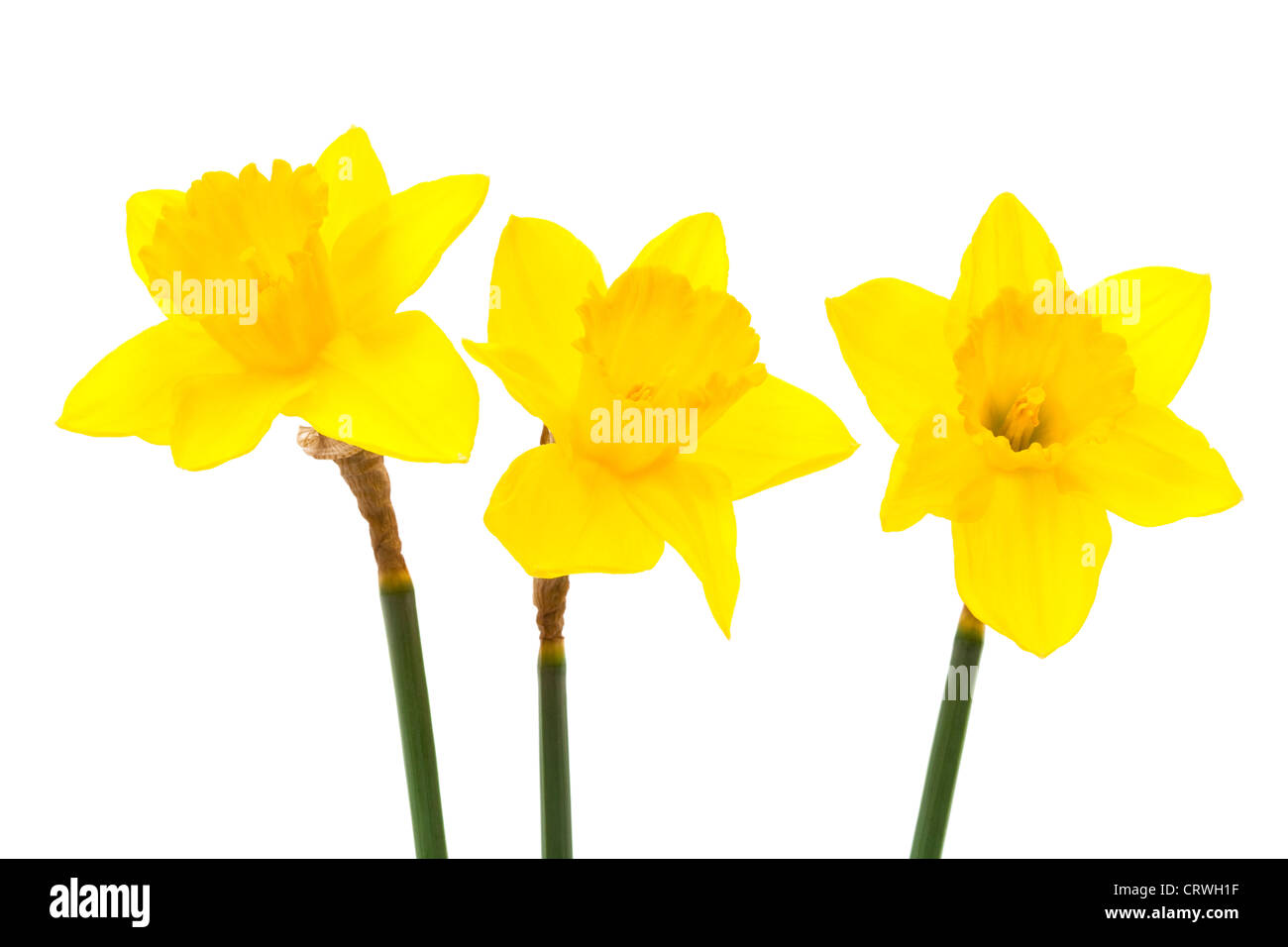 three daffodil Stock Photo