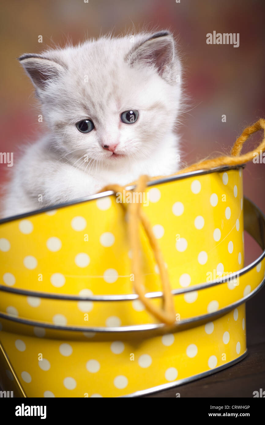 Kitty kat hires stock photography and images Alamy