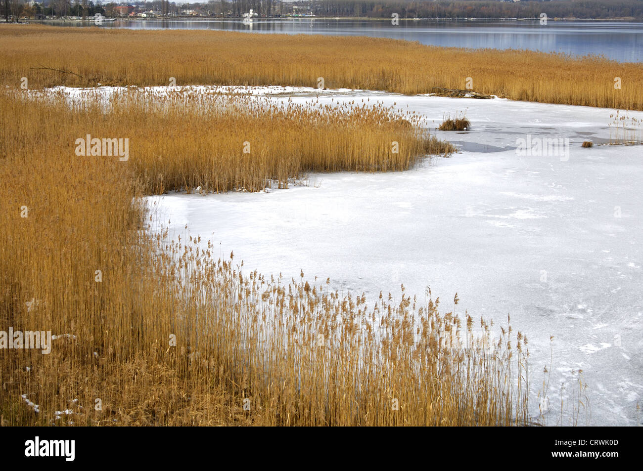 Reed belt littoral zone, Lake of Neuchâtel Stock Photo