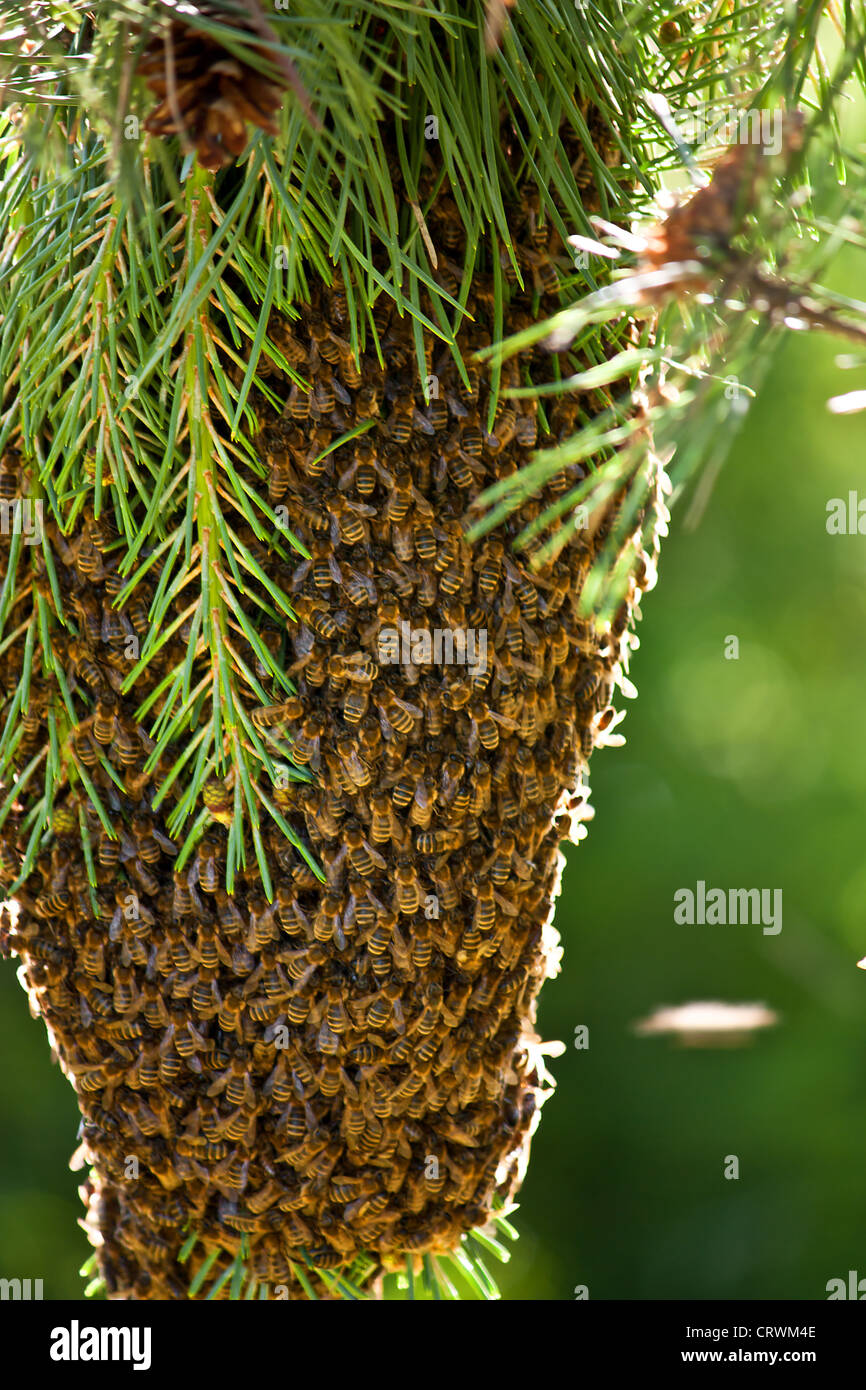 beehive Stock Photo