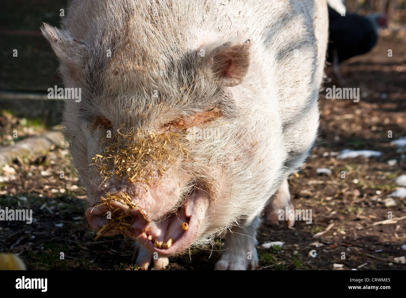 yawning pig Stock Photo