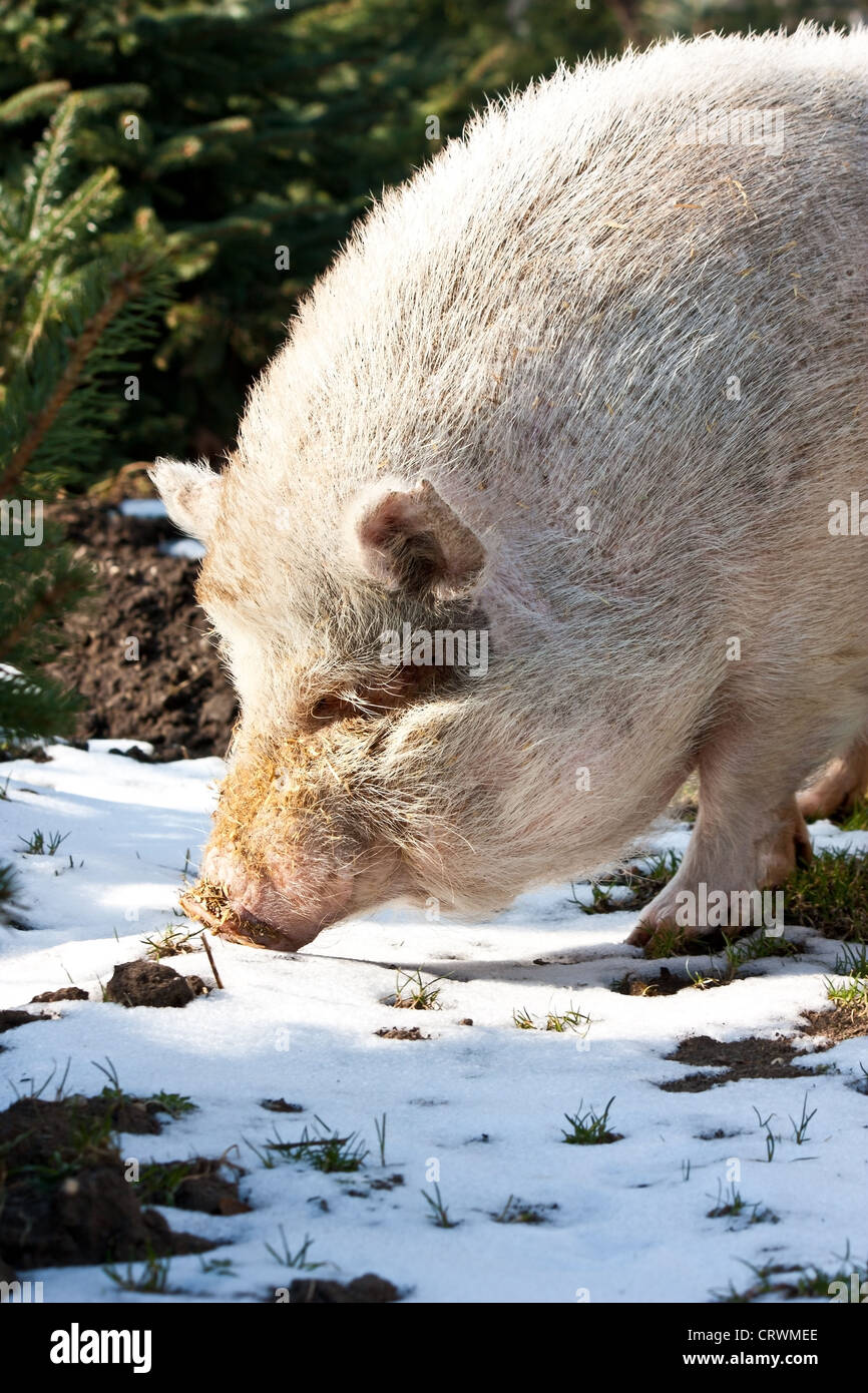 pig in snow Stock Photo