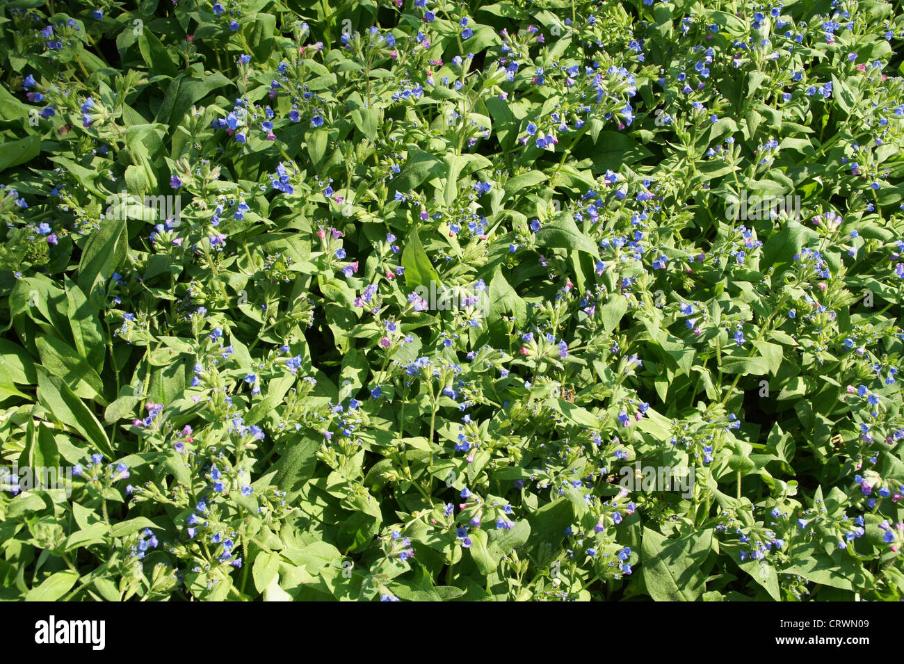 Small-leaves Lungwort Stock Photo