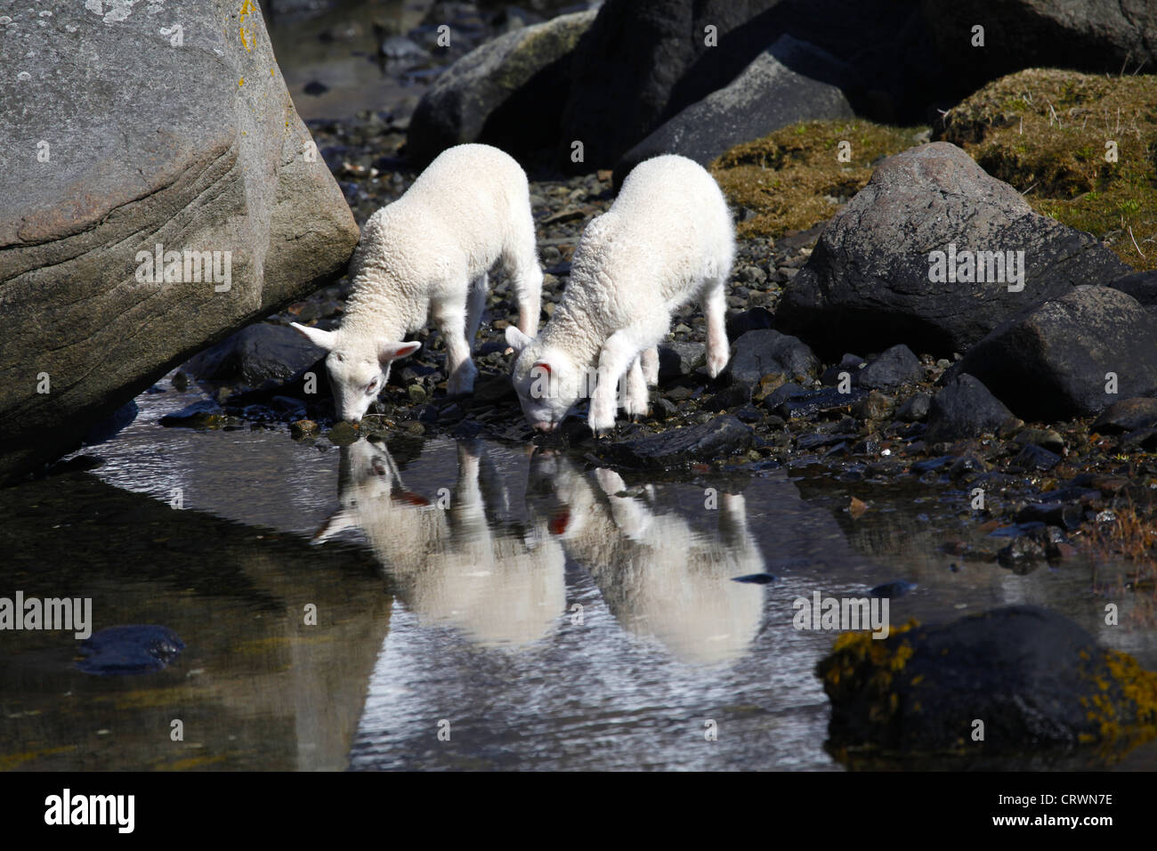 Drinking thirsty sheep hires stock photography and images Alamy