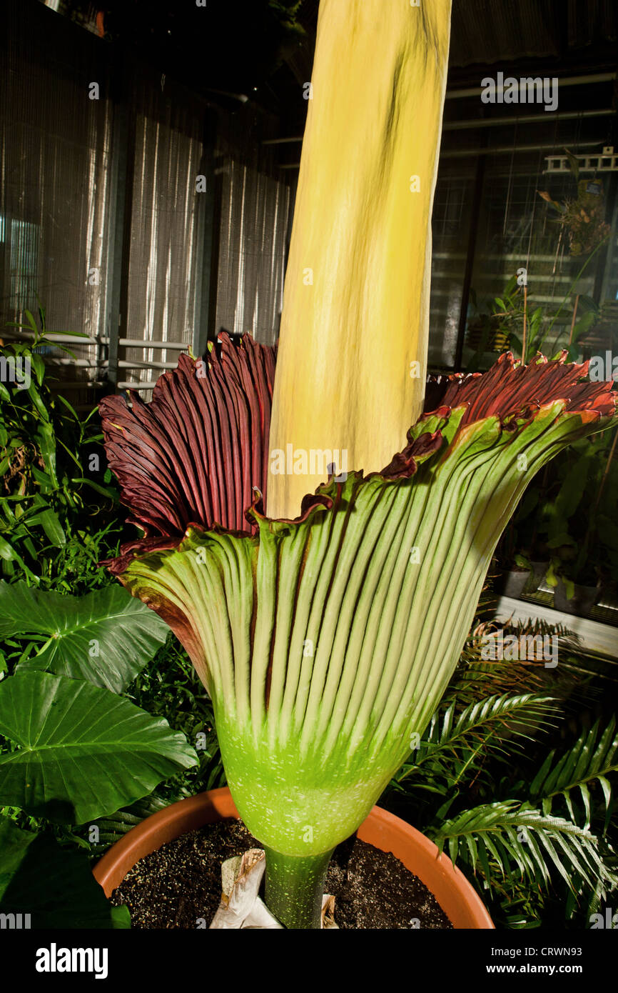 Corpse Flower in Bloom Stock Photo