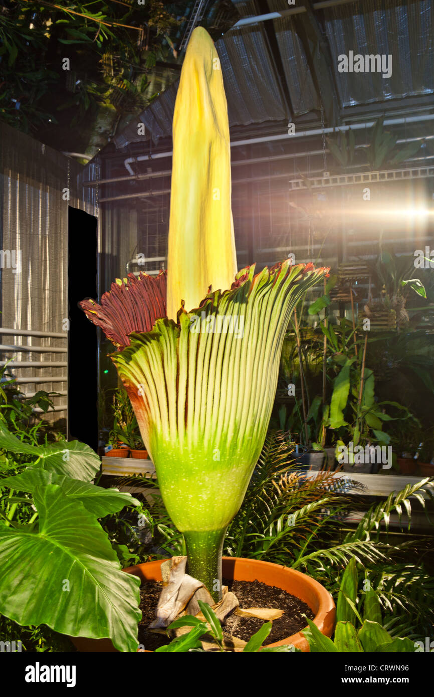 Largest Flower In The World High Resolution Stock Photography And Images Alamy