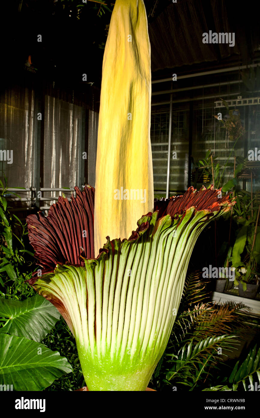 Corpse flower hi-res stock photography and images - Alamy