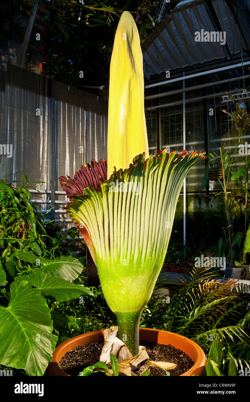 Corpse Flower in Bloom Stock Photo