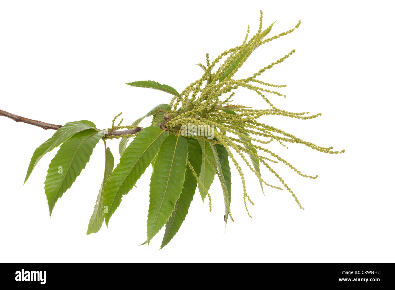 branch of chestnut (Castanea sativa Mill) on white Stock Photo