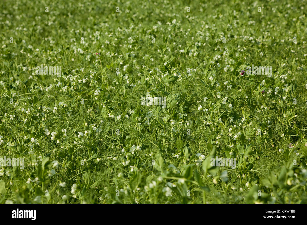 rows of planted peas on agricultural field Stock Photo