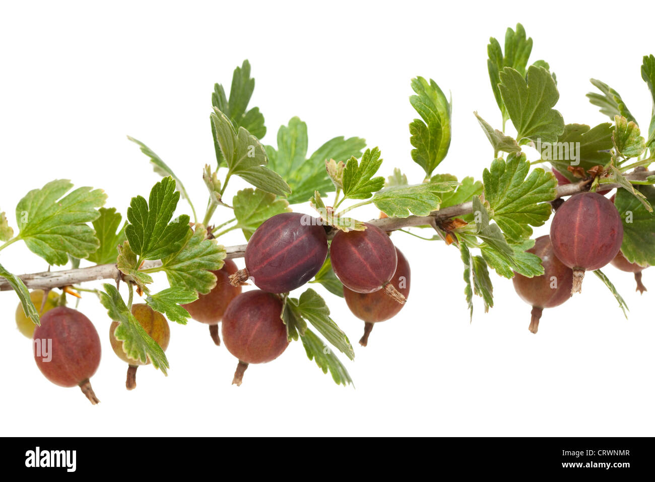 ripe gooseberry on branch on white background Stock Photo