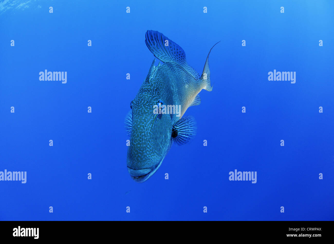 Manta ray Stock Photo