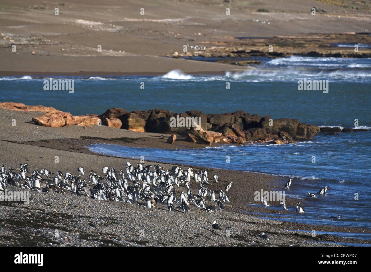 Magellan penguin colony Stock Photo