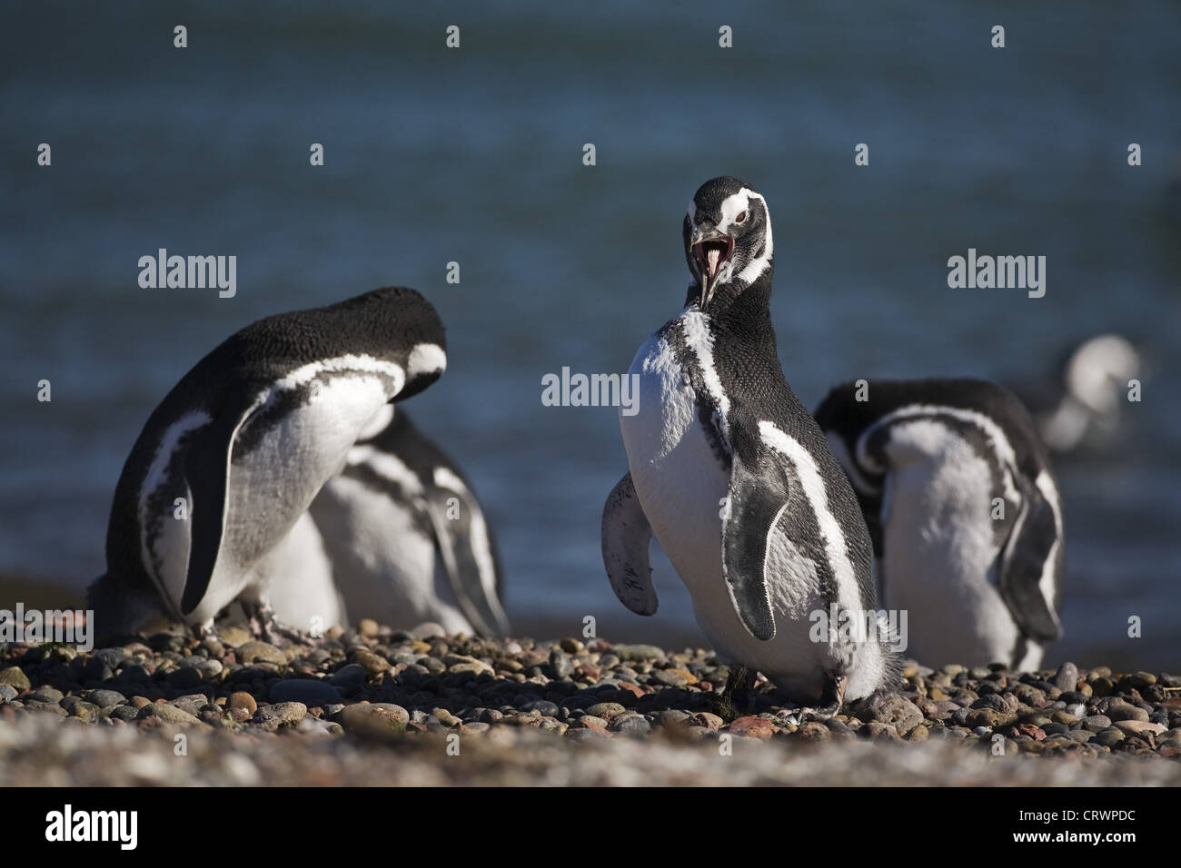 Magellan penguin Stock Photo