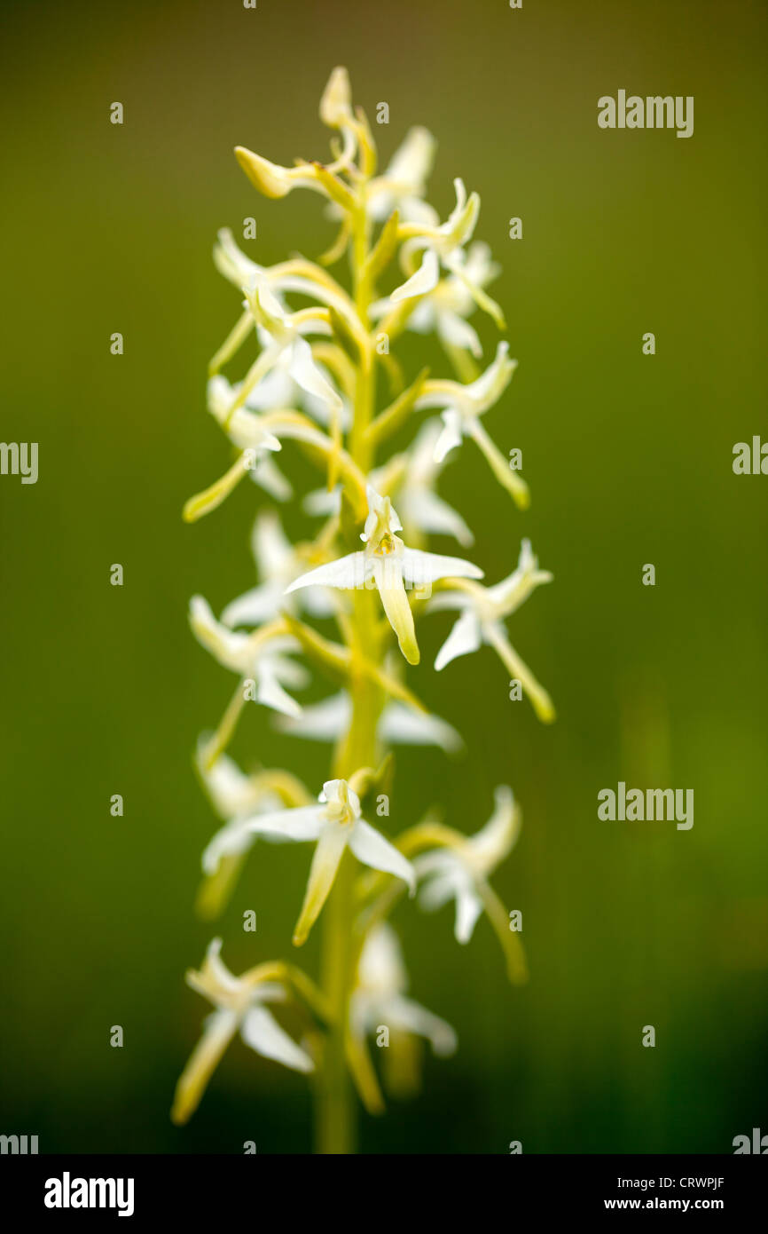 Lesser Butterfly Orchid in full flower showing the petal detail of the