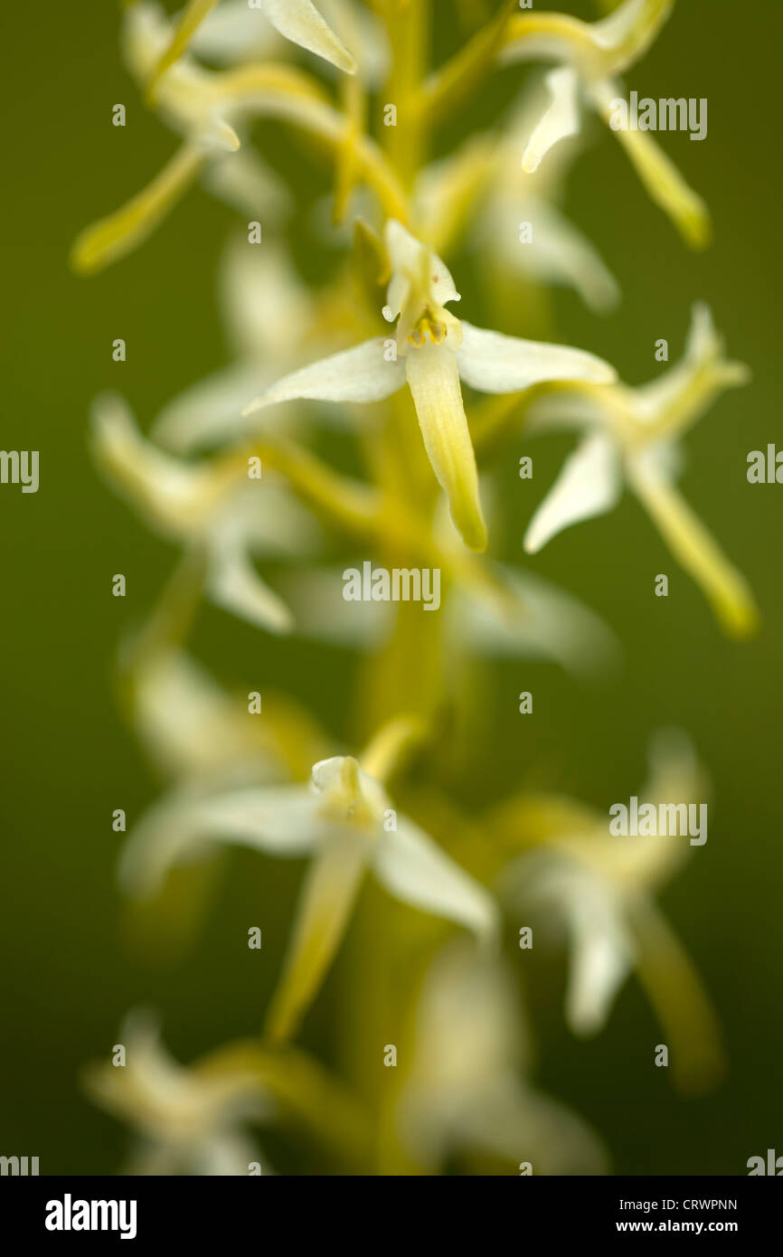 Gwenallt parc hires stock photography and images Alamy