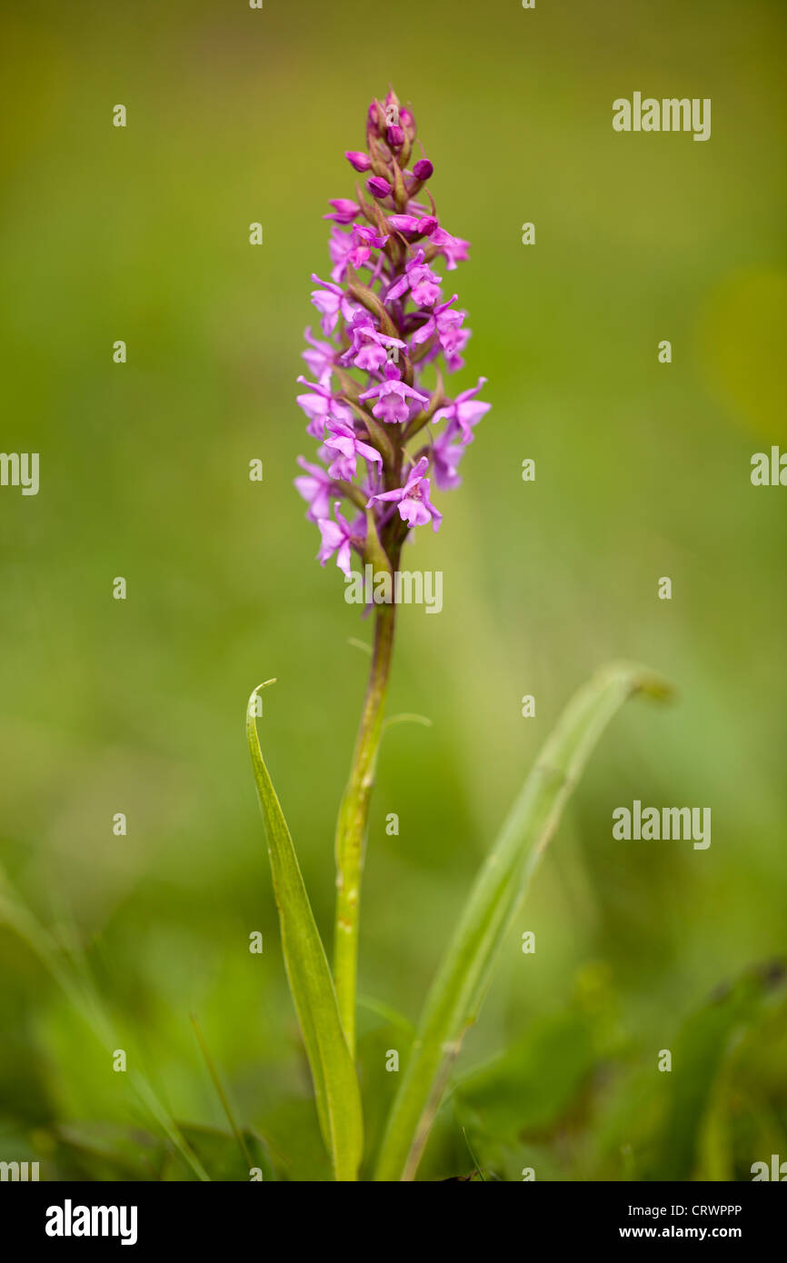 Early Purple Orchid Orchis mascula in bloom on a site of special scientific interest in rural Flintshire, Wales, UK flowing plant Stock Photo