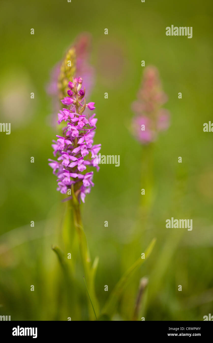 Early Purple Orchid Orchis mascula in bloom on a site of special scientific interest in rural Flintshire, Wales, UK flowing plant Stock Photo