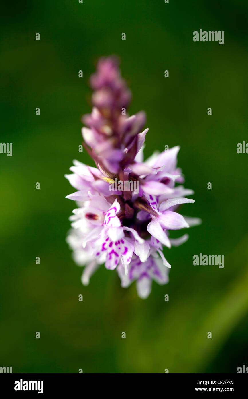 Common Spotted Orchid Dactylorhiza fuchsii in flower in a secluded