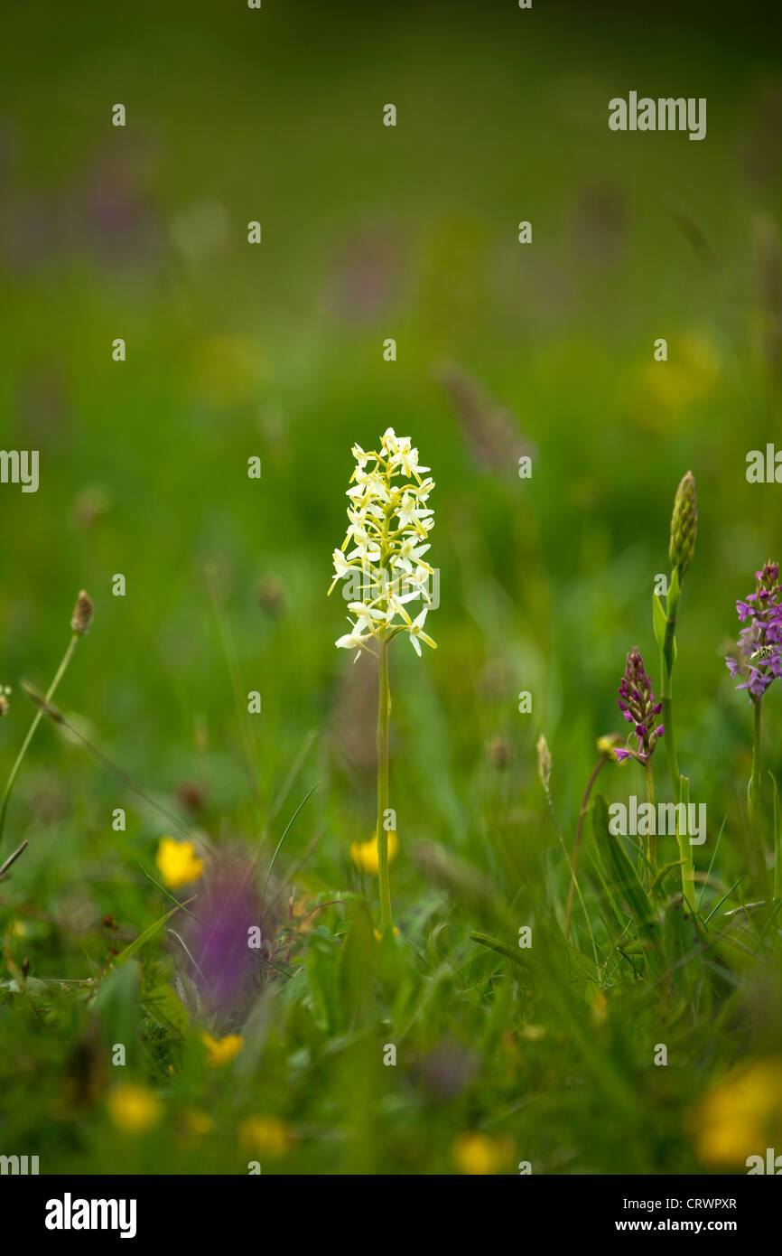 Greater Butterfly Orchid alone amongst a meadow of Marsh Fragrant Orchids Stock Photo