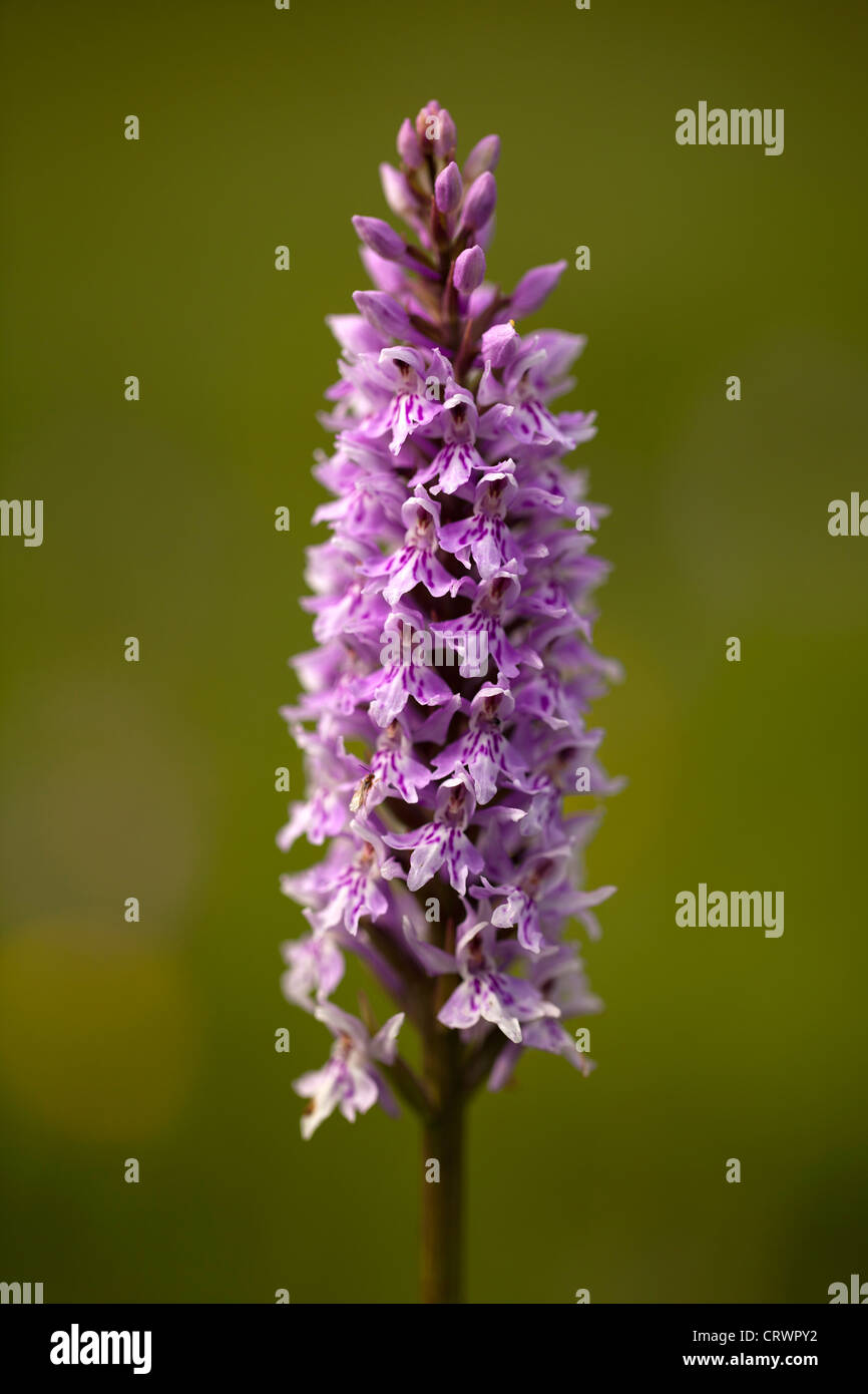 Gwenallt parc hires stock photography and images Alamy