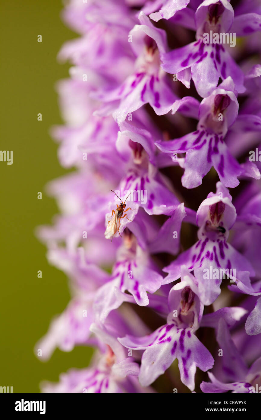 Gwenallt parc hires stock photography and images Alamy