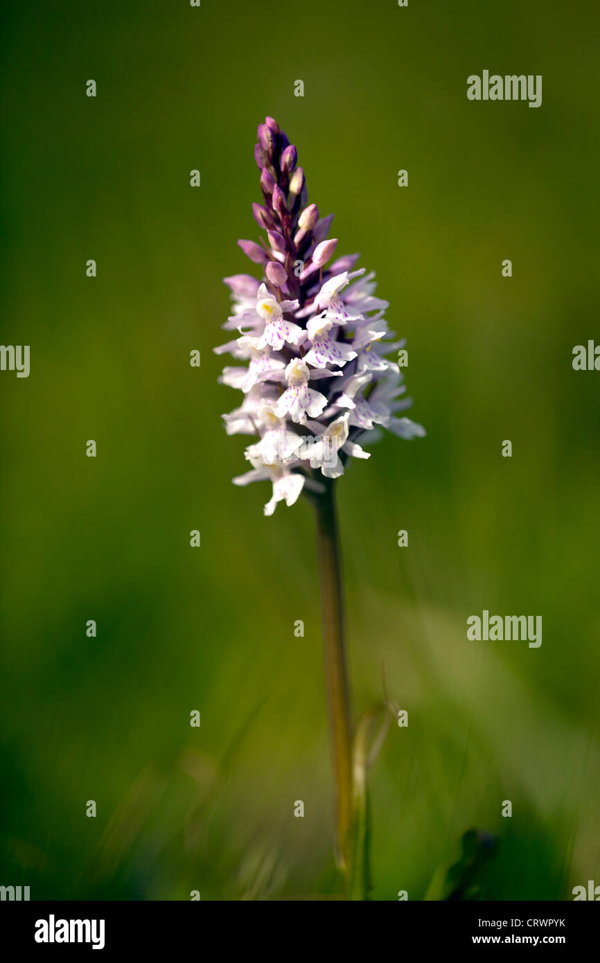 Gwenallt parc hires stock photography and images Alamy