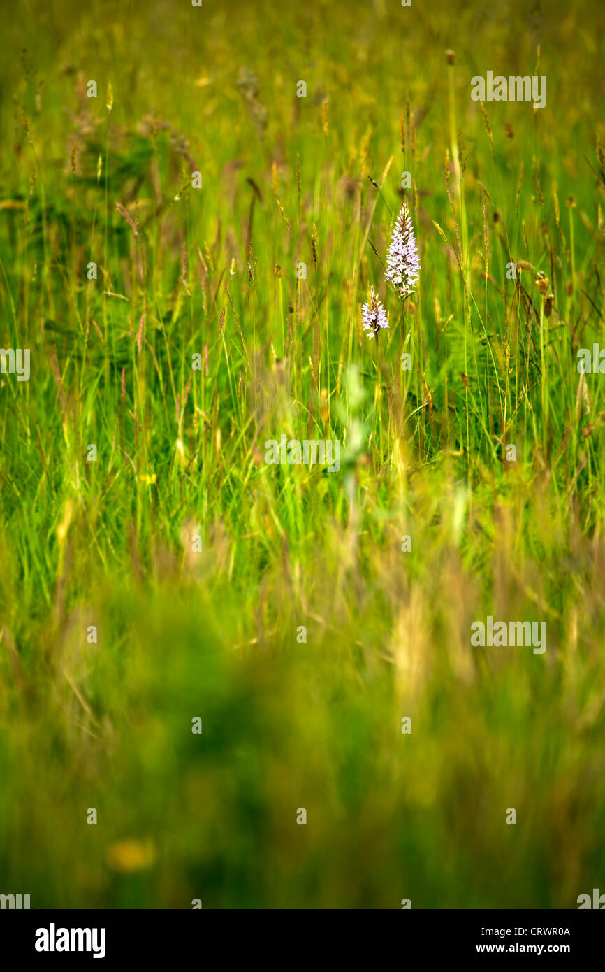 Gwenallt parc hires stock photography and images Alamy