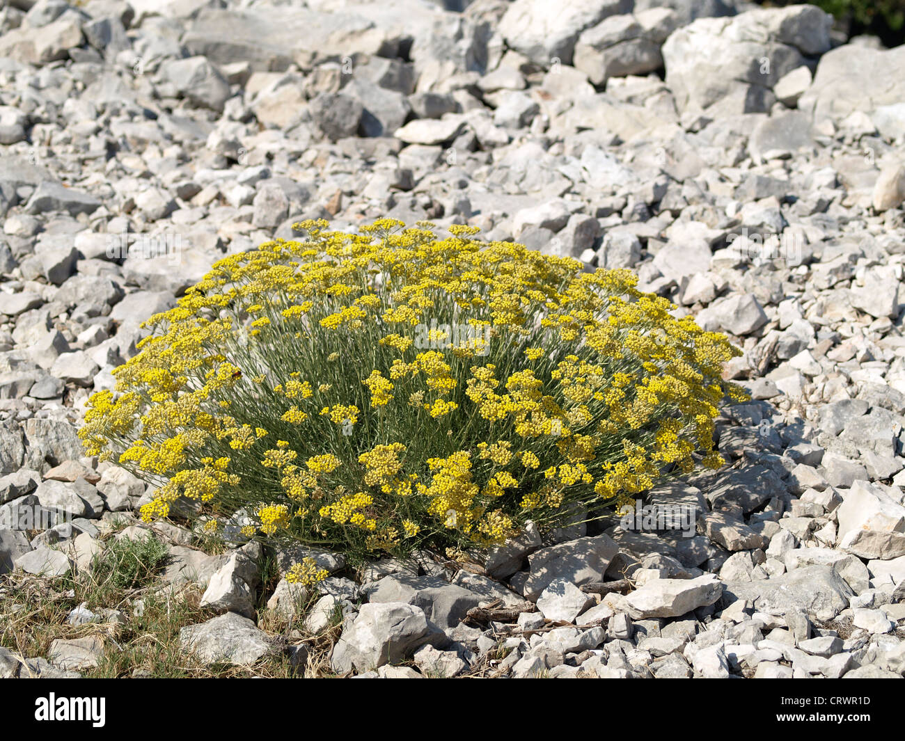 Flowering daisy helichrysum italicum on rocky ground Stock Photo