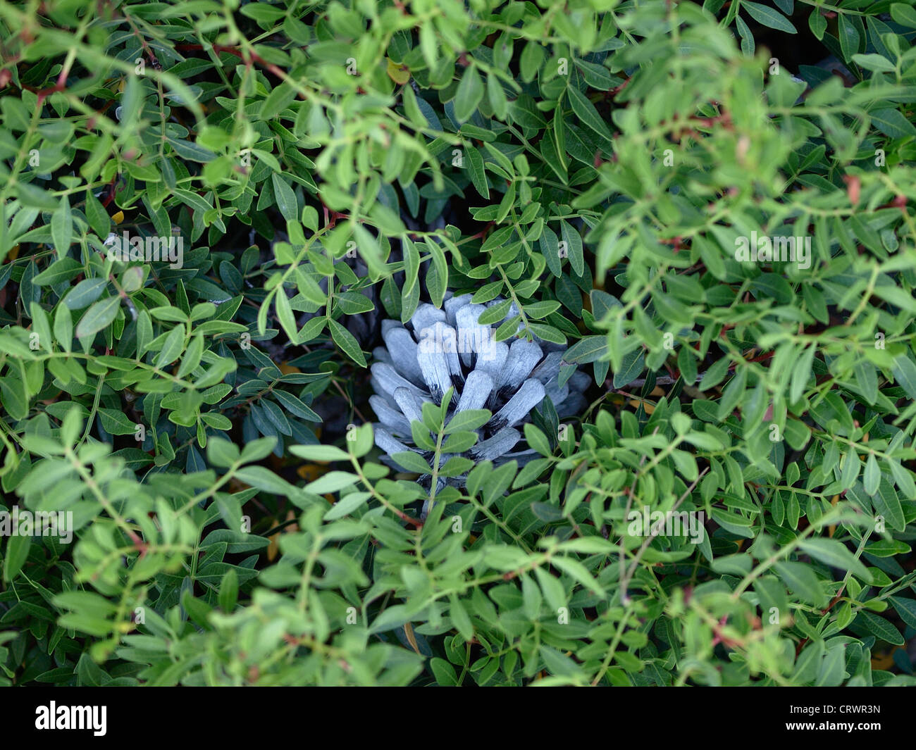 An open white pine cone on the ground hidden among bushes Stock Photo