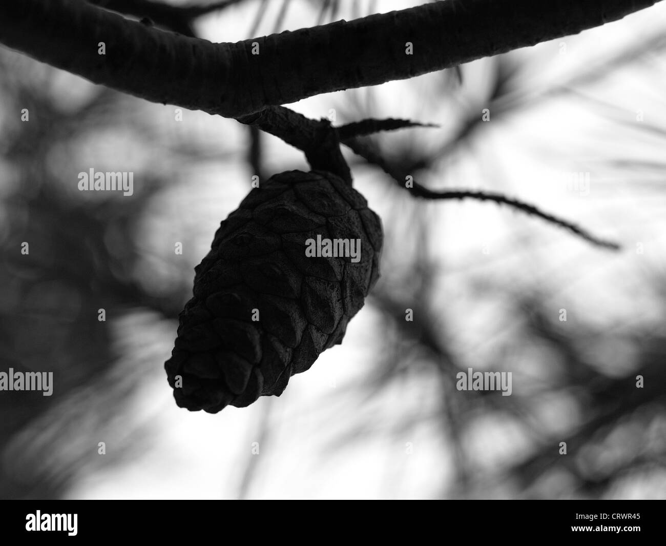 A cone on a pine tree. Close-up, black and white photography. Stock Photo