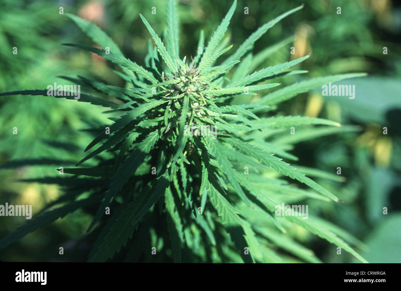 Illegal plants hires stock photography and images Alamy