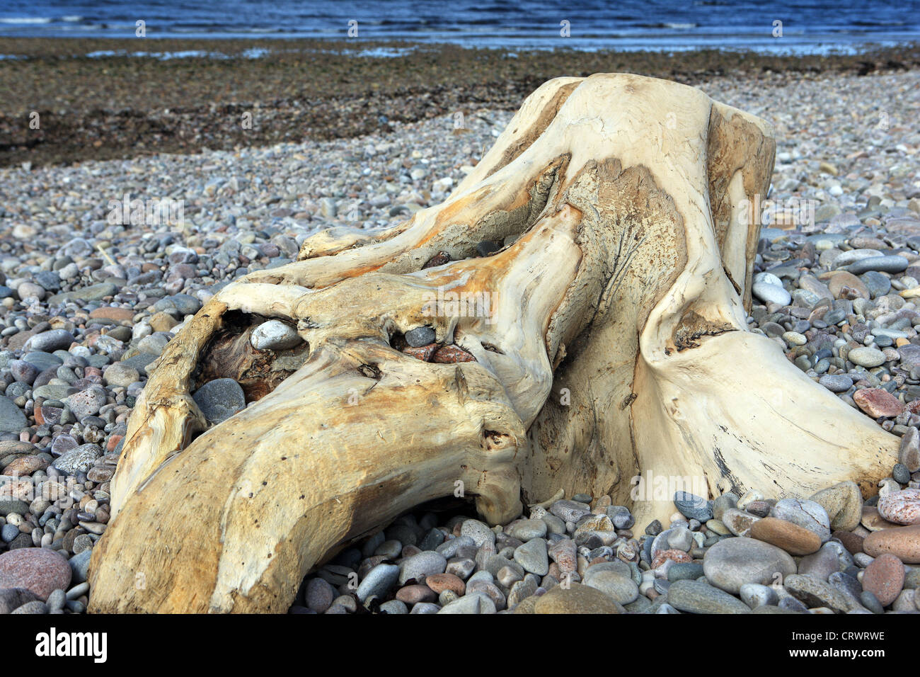 Bleached tree stump on the shingle beach at Spey Bay in Morayshire which is the largest shingle beach in Scotland Stock Photo