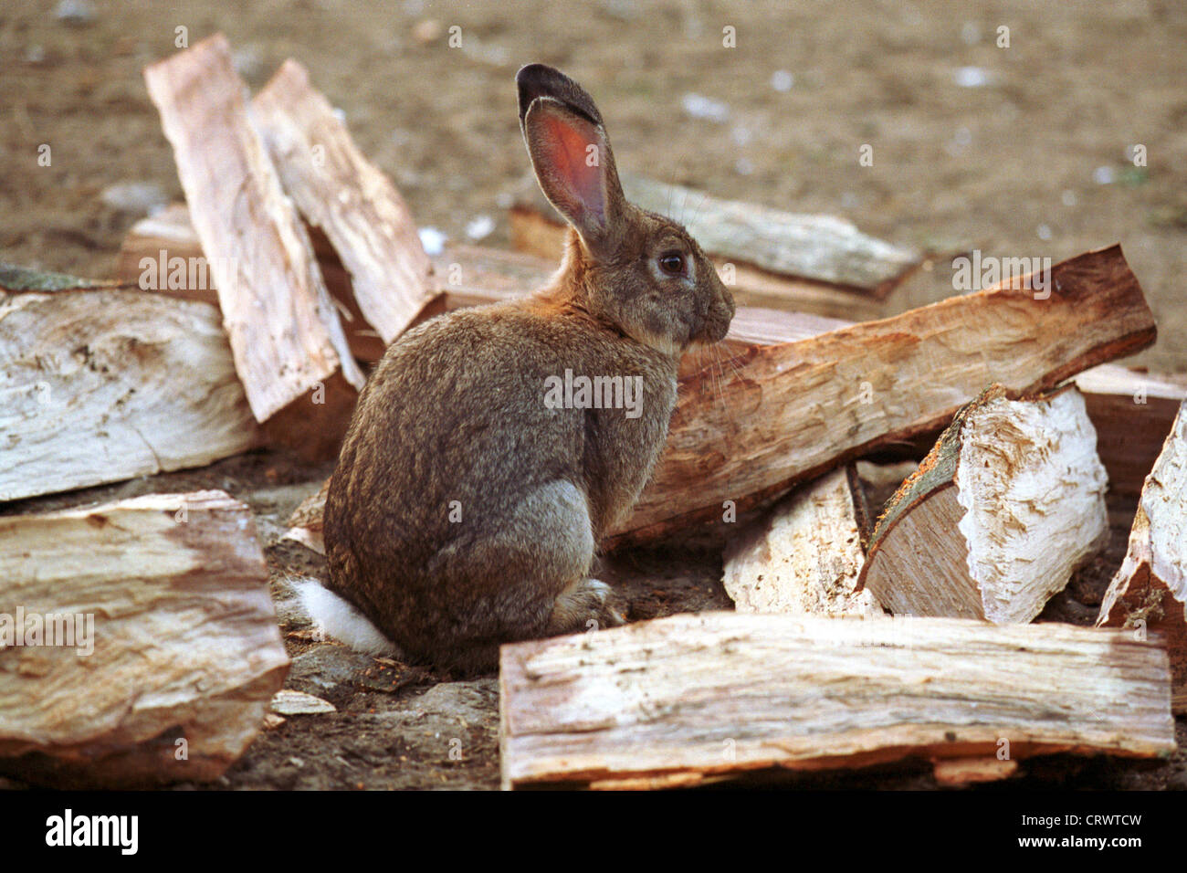 A rabbit outdoors Stock Photo Alamy