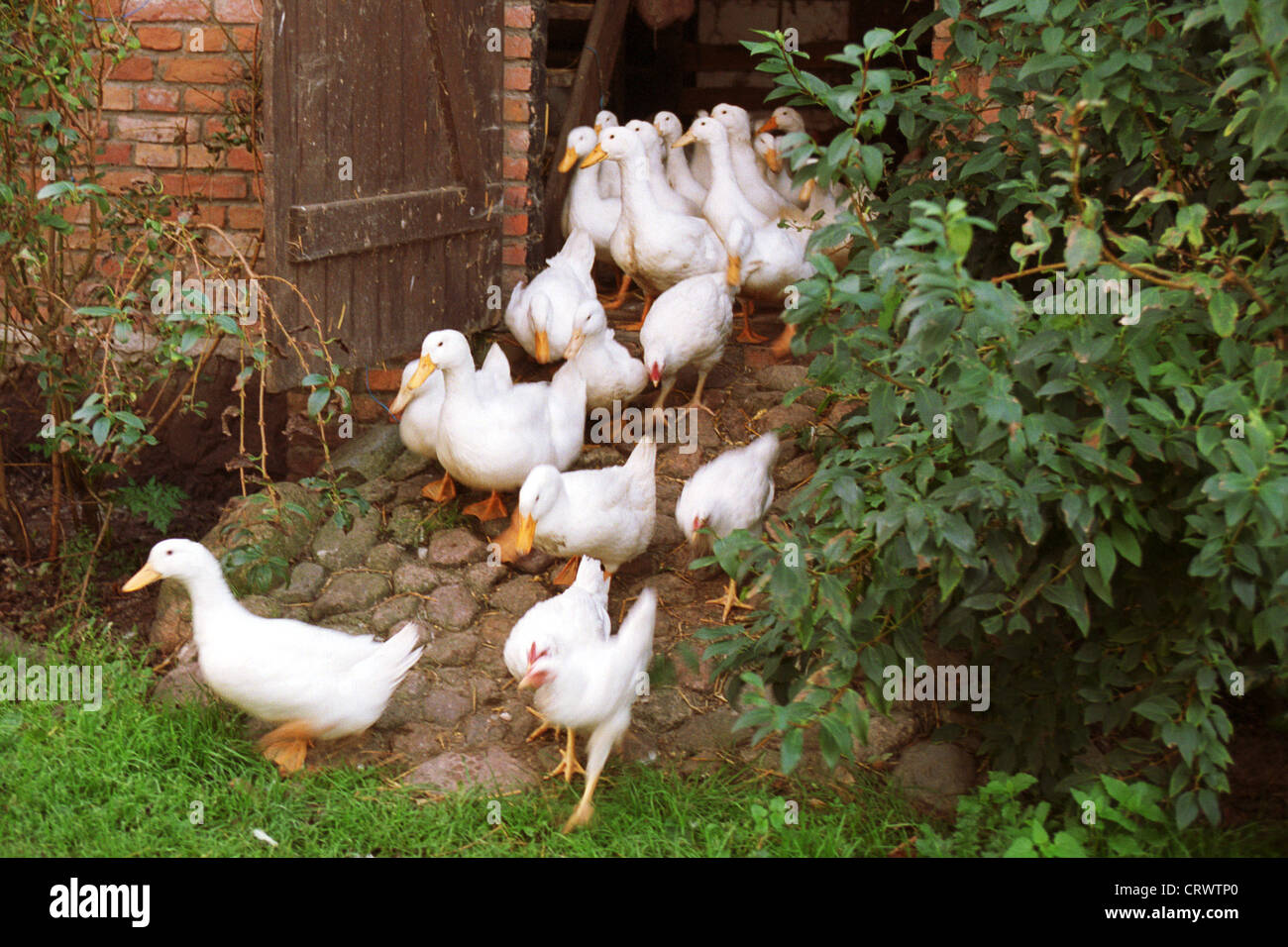 Ducks and chickens leave their stall Stock Photo