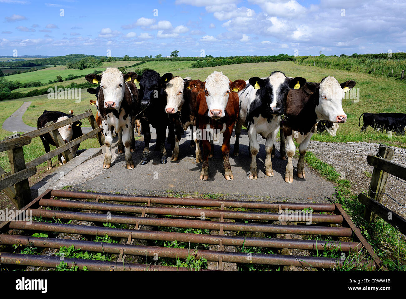 Cows or cattle standing in front of a cattle grid in Somerset with