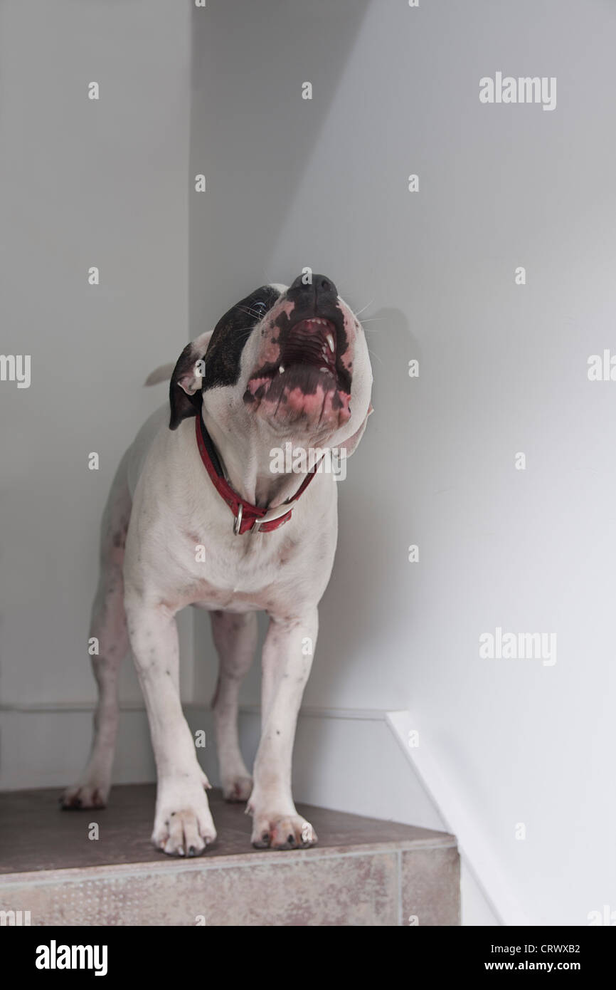 Old Tyme bulldog barking at someone Stock Photo Alamy