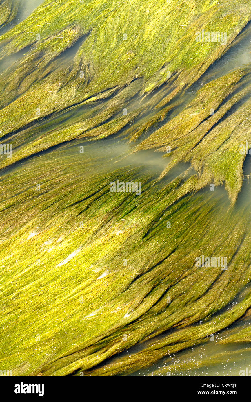 aquatic vegetation abstraction scene texture and color highlighting Stock Photo
