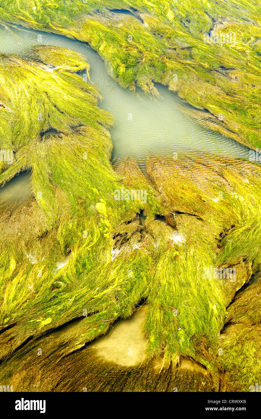 aquatic vegetation abstraction scene texture and color highlighting Stock Photo